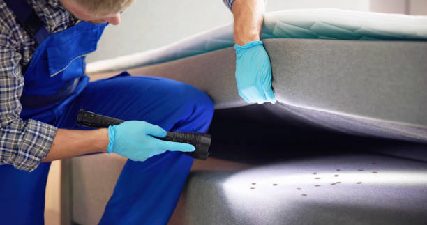 Wasp Removal Services in Emmett, ID