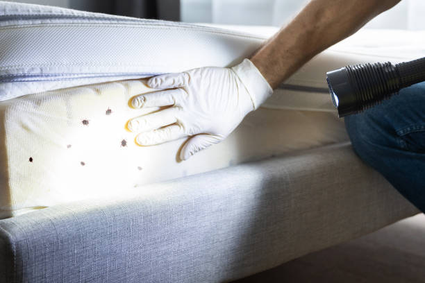 Best Emergency Pest Control  in Emmett, ID